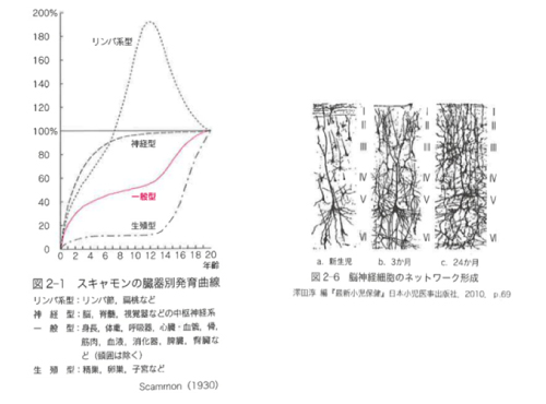 スキャモンの臓器別発育曲線